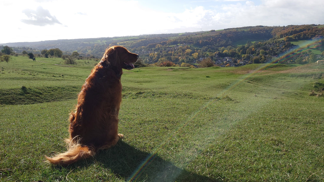 A large dog sitting in front of a countryside view on a sunny autumn day