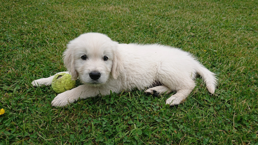A Golden Retriever puppy lying on lawn with a tennis ball between its front paws