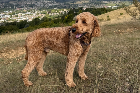 Can dogs really smell fear? - Healthy Happy Dog