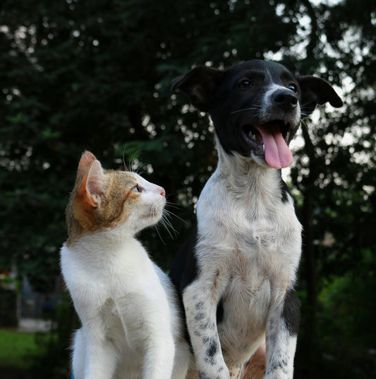 Are-dogs-smarter-than-cats Healthy Happy Dog