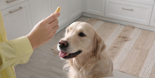 The foods your dog should never eat