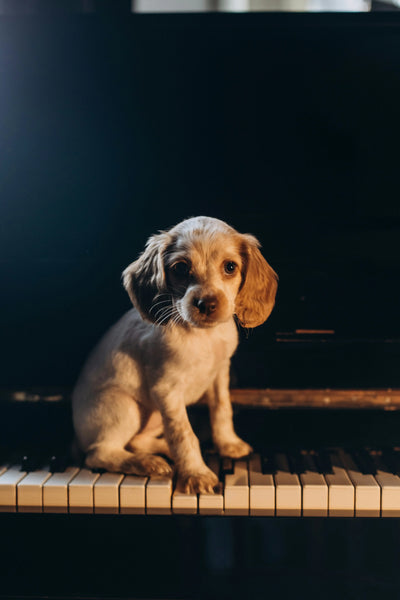 Does-my-dog-like-music Healthy Happy Dog