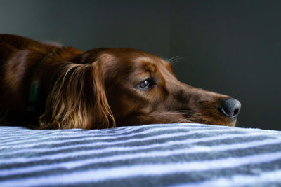 What-does-my-dog-dream-of Healthy Happy Dog