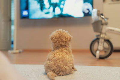 Does-my-dog-like-watching-TV Healthy Happy Dog