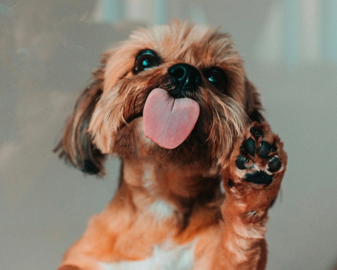 A-lick-from-your-dog-could-make-you-sick Healthy Happy Dog