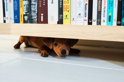Why-does-my-dog-look-guilty-when-he-s-been-naughty Healthy Happy Dog