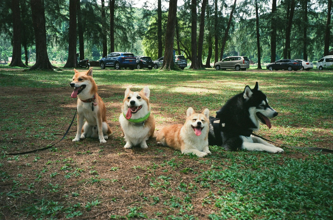 How-dogs-make-friends-at-the-park Healthy Happy Dog