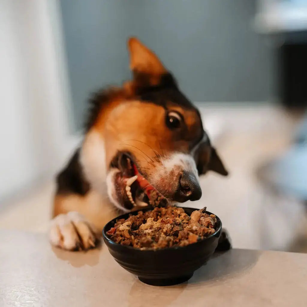 More Good Days Starter Bundle Healthy Happy Dog