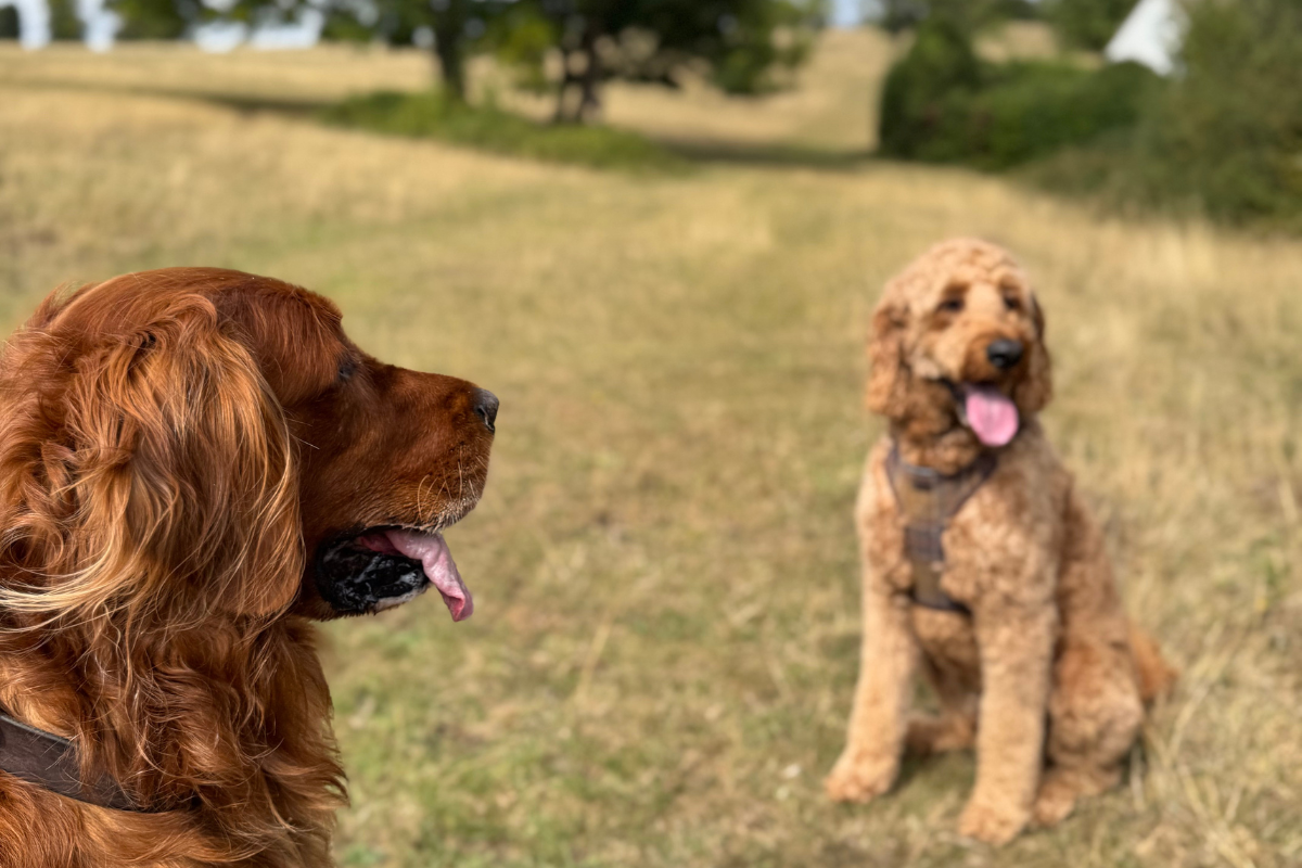 Two dogs, one red and one gold, standing in a grassy field with trees in the background.