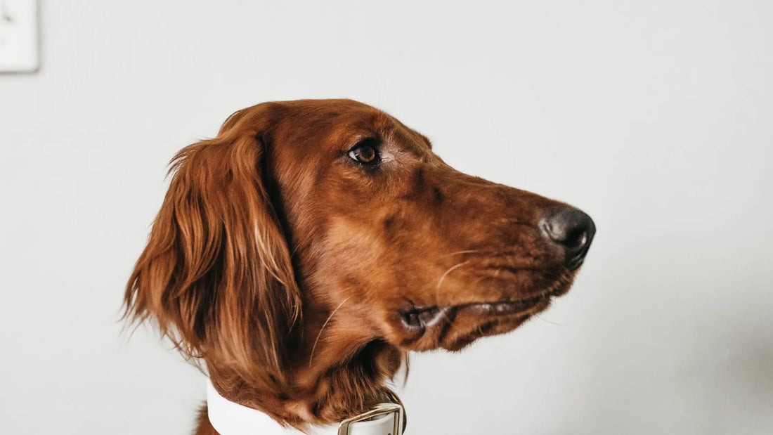 Understanding how dogs age - Healthy Happy Dog