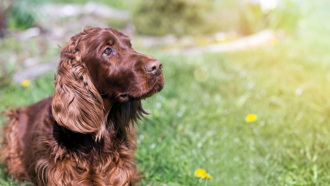 dog can tell if your lying, behaviour