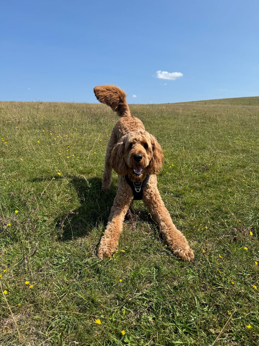 dog doing a play bow in field