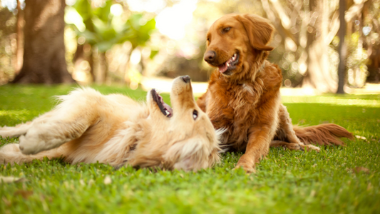 dogs playing