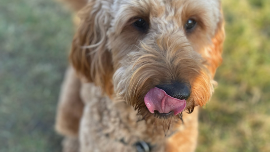 Your Checklist: The ultimate guide to help your dog live longer - Healthy Happy Dog