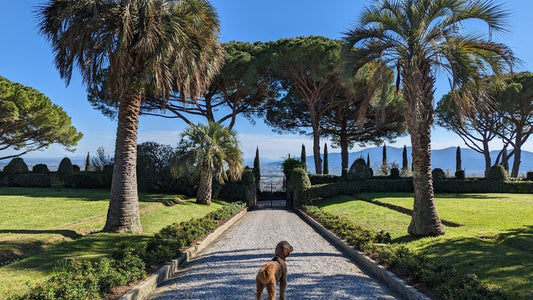 The ultimate healthy dog checklist