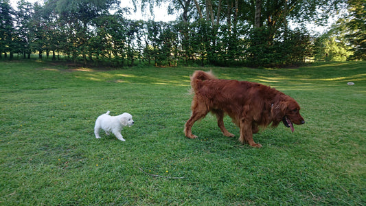 Healthy ageing: the science behind more good days Healthy Happy Dog