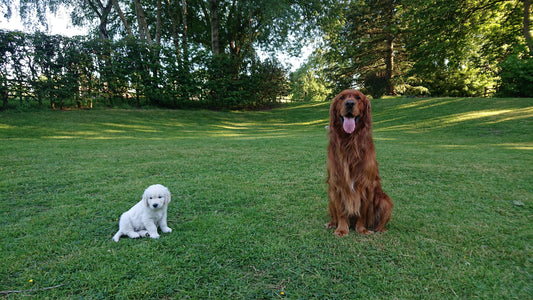 An adult dog and a puppy sitting next to each other one a green lawn