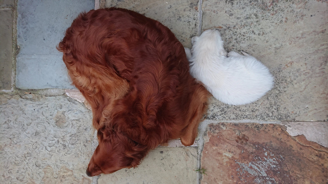 The ultimate guide to help your dog live longer