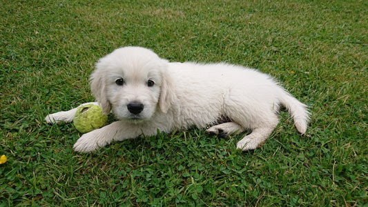 A Golden Retriever puppy lying on lawn with a tennis ball between its front paws