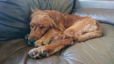 Why-do-puppies-sleep-so-much Healthy Happy Dog