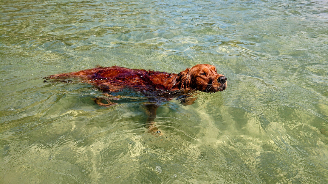 A safe swimming guide for your dog Healthy Happy Dog
