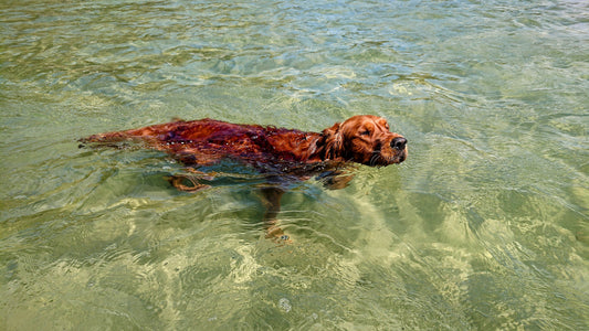 A safe swimming guide for your dog Healthy Happy Dog