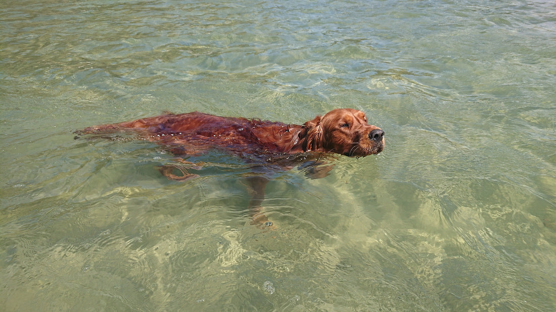 Rufus swimming in the sea