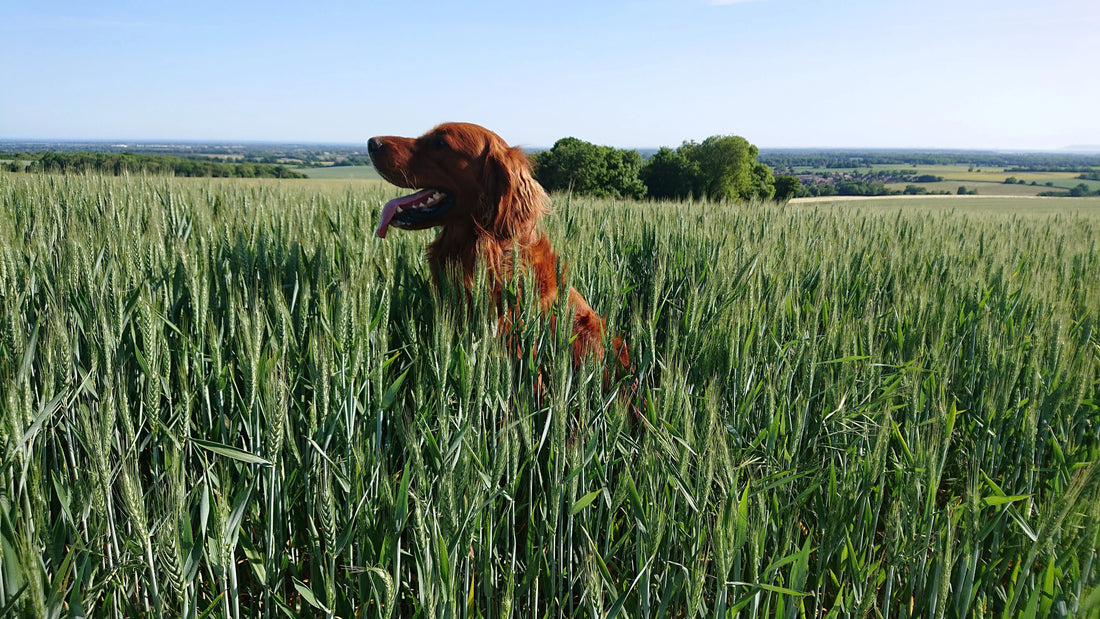 Rufus standing in a wheat field, his head visible above the plants