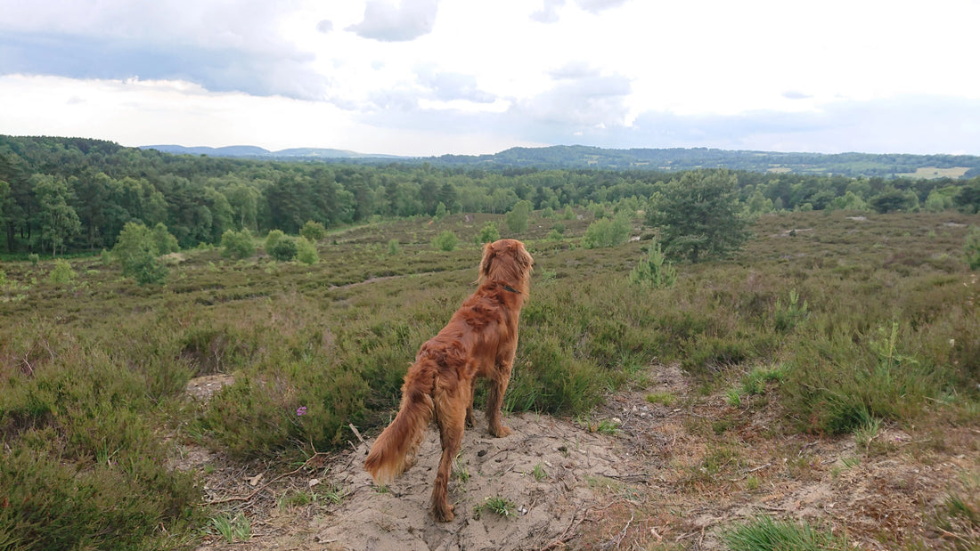 Rufus standing looking at a countryside view, back to camera
