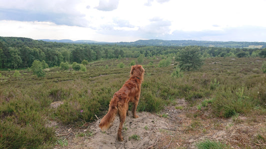 Rufus standing looking at a countryside view, back to camera