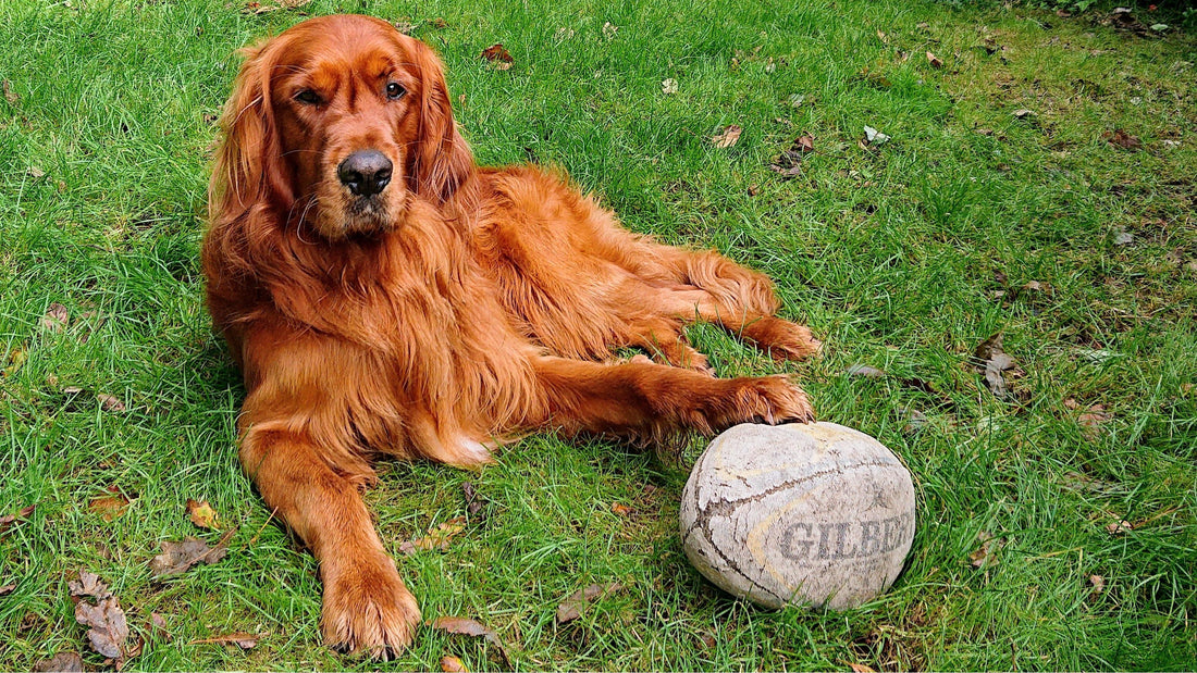 A dog lying on a lawn with a rugby ball