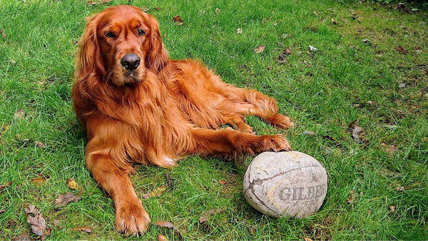 A dog lying on a lawn with a rugby ball