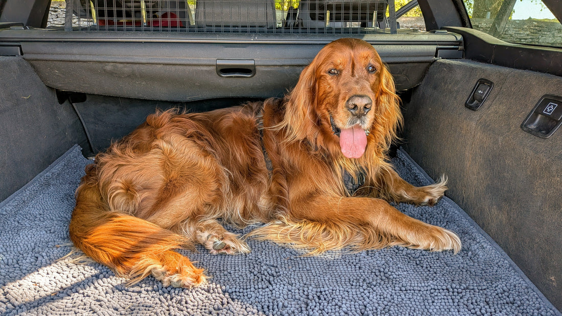 Understanding anxiety in dogs Healthy Happy Dog