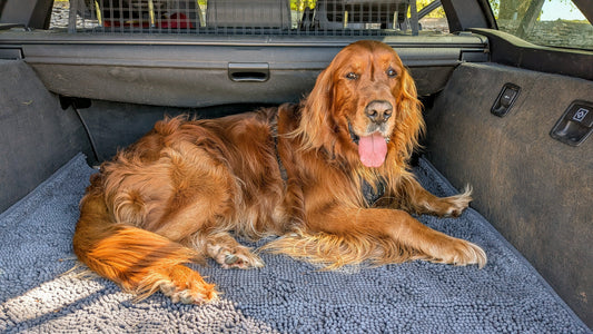 Understanding anxiety in dogs Healthy Happy Dog