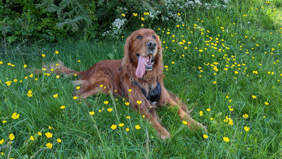 Rufus, a large red dog, sitting in the shade panting
