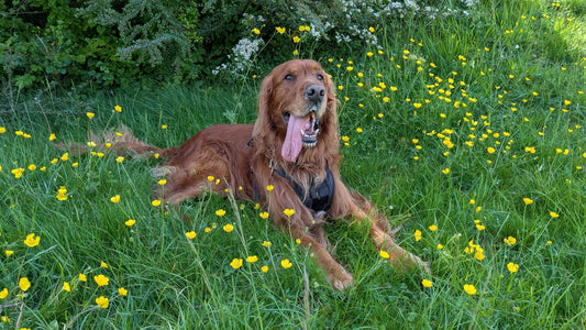 Rufus, a large red dog, sitting in the shade panting