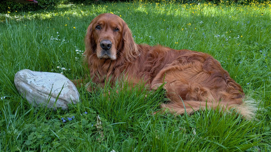 How long do different dog breeds live? Healthy Happy Dog