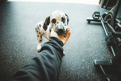 Does-my-dog-have-feelings Healthy Happy Dog