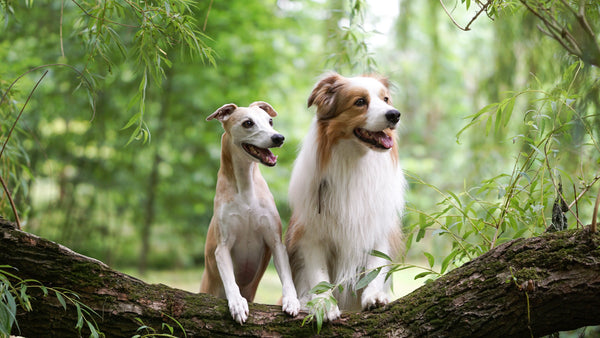 How-do-dogs-senses-compare-to-ours Healthy Happy Dog