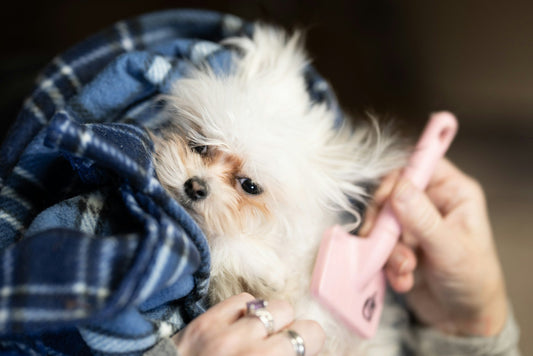 A small white dog being brushed. Pictuire by Benjamin Lehman