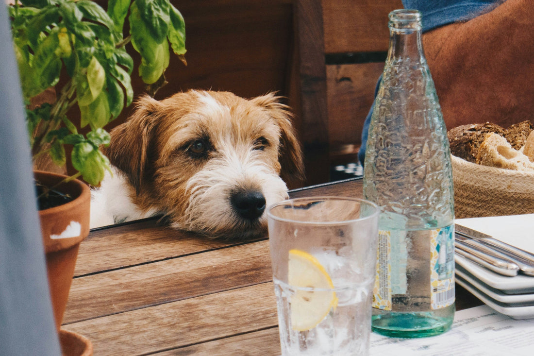 Image of a small dog looking at a water glass. Image by Daniel Brunsteiner