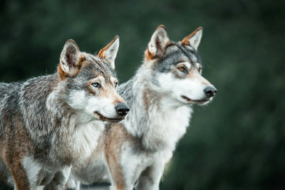 Where-did-dogs-originally-come-from Healthy Happy Dog