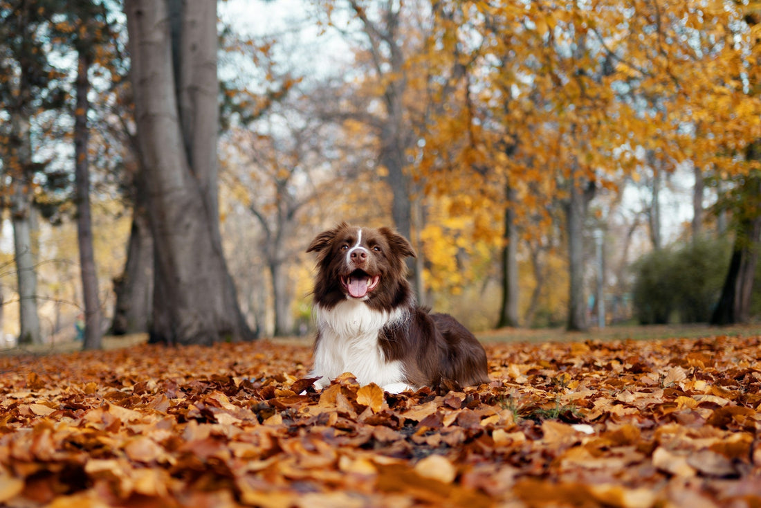 A dog sitting in a pile of autumn leaves in a woog. Picture by Hunor Kerekes