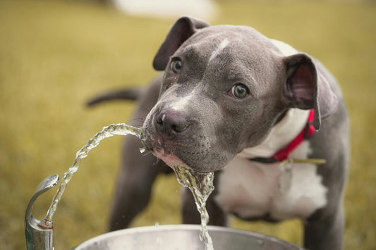 Is-your-dog-a-messy-drinker Healthy Happy Dog