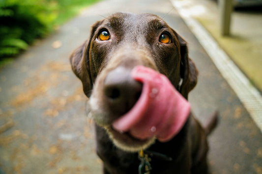 A brown labarador licking its lips. Photo by James Barker