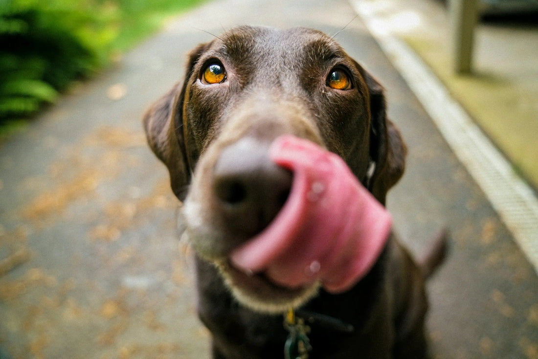 Dog looking into the camera and licking its lips. Photo by James Barker.
