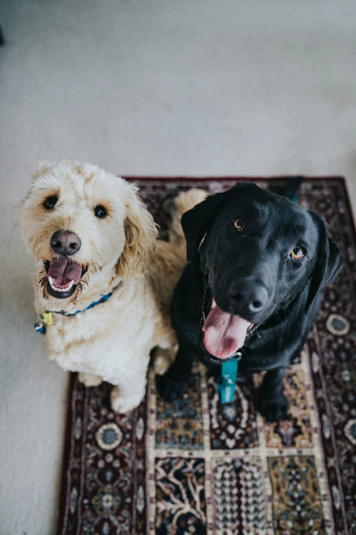 Dogs-evolved-to-eat-leftovers Healthy Happy Dog
