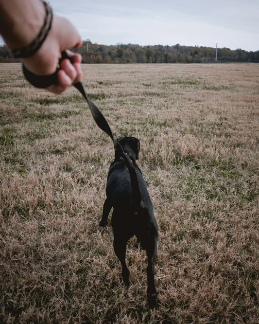 Owning-a-dog-helps-fight-depression Healthy Happy Dog