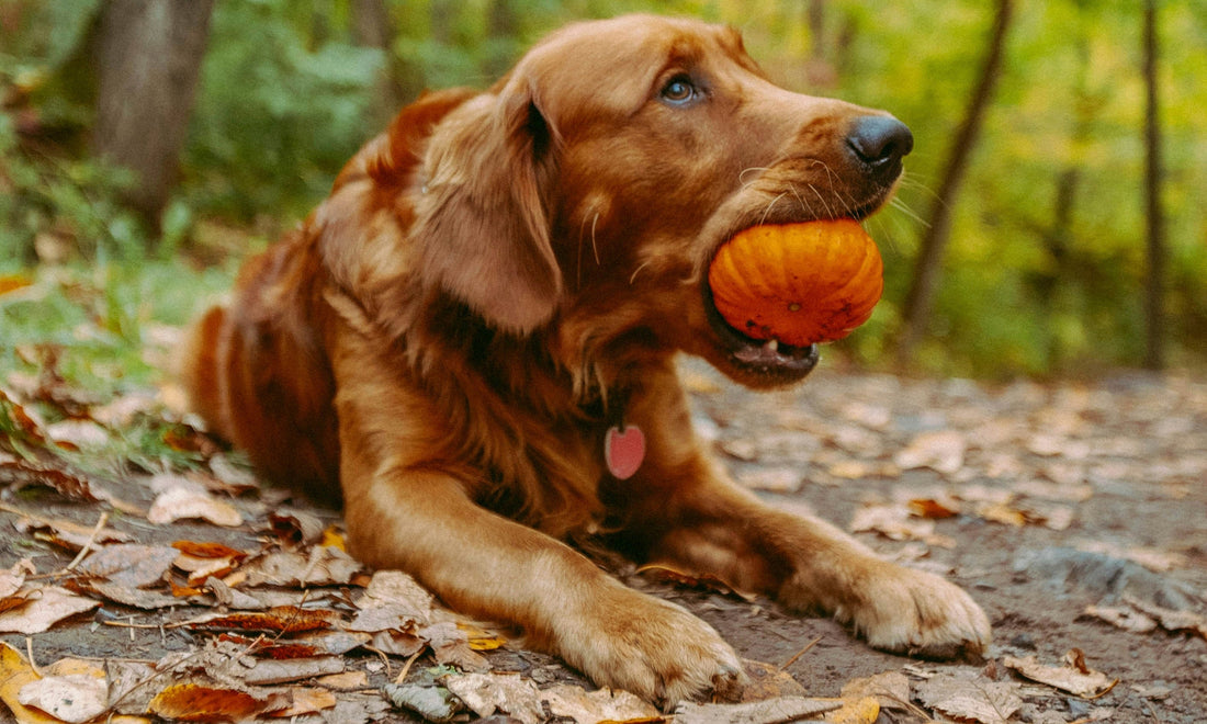 Picture of a Golden Retriever with a small piumpkin in its mouth. Image by Josh Hild