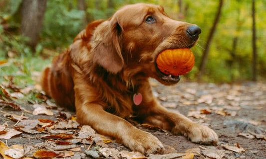 Picture of a Golden Retriever with a small piumpkin in its mouth. Image by Josh Hild